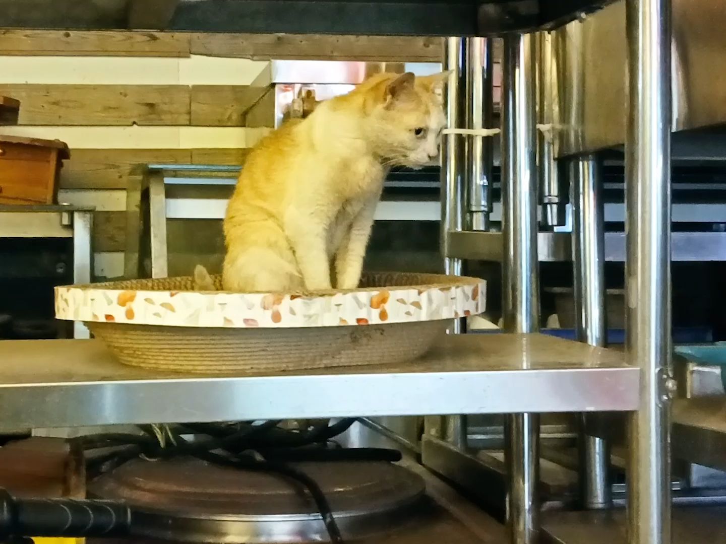 橙猫猫苹果版橙猫猫阅读资源-第2张图片-太平洋在线下载