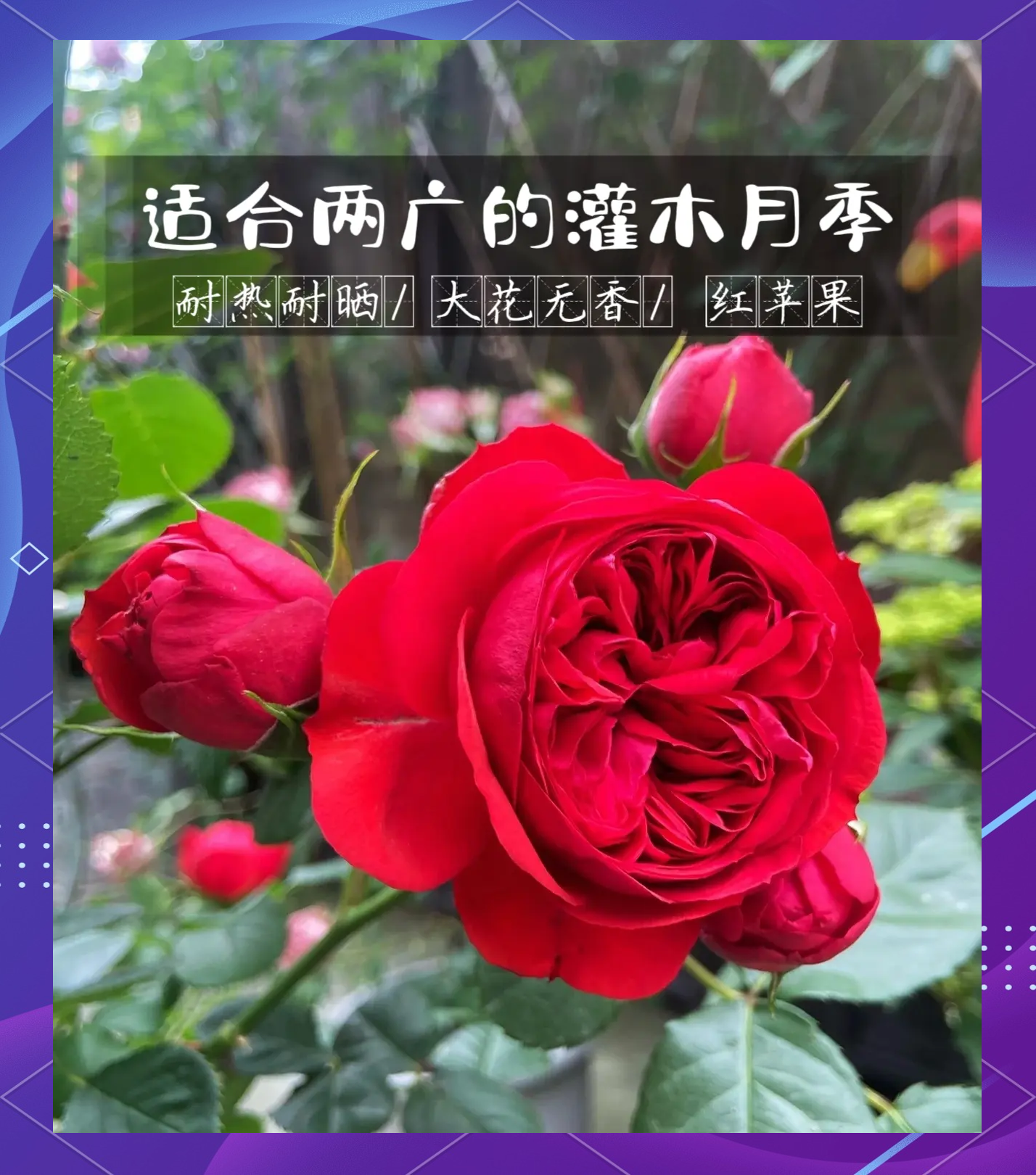 花语月苹果版花语直播安卓版