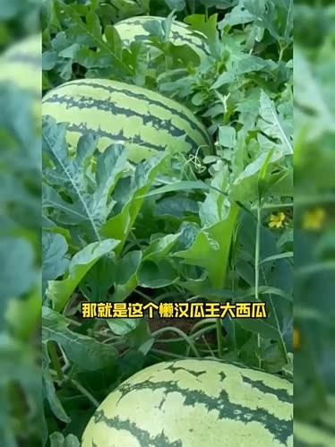 西瓜播放器手机版西瓜播放器下载最新版
