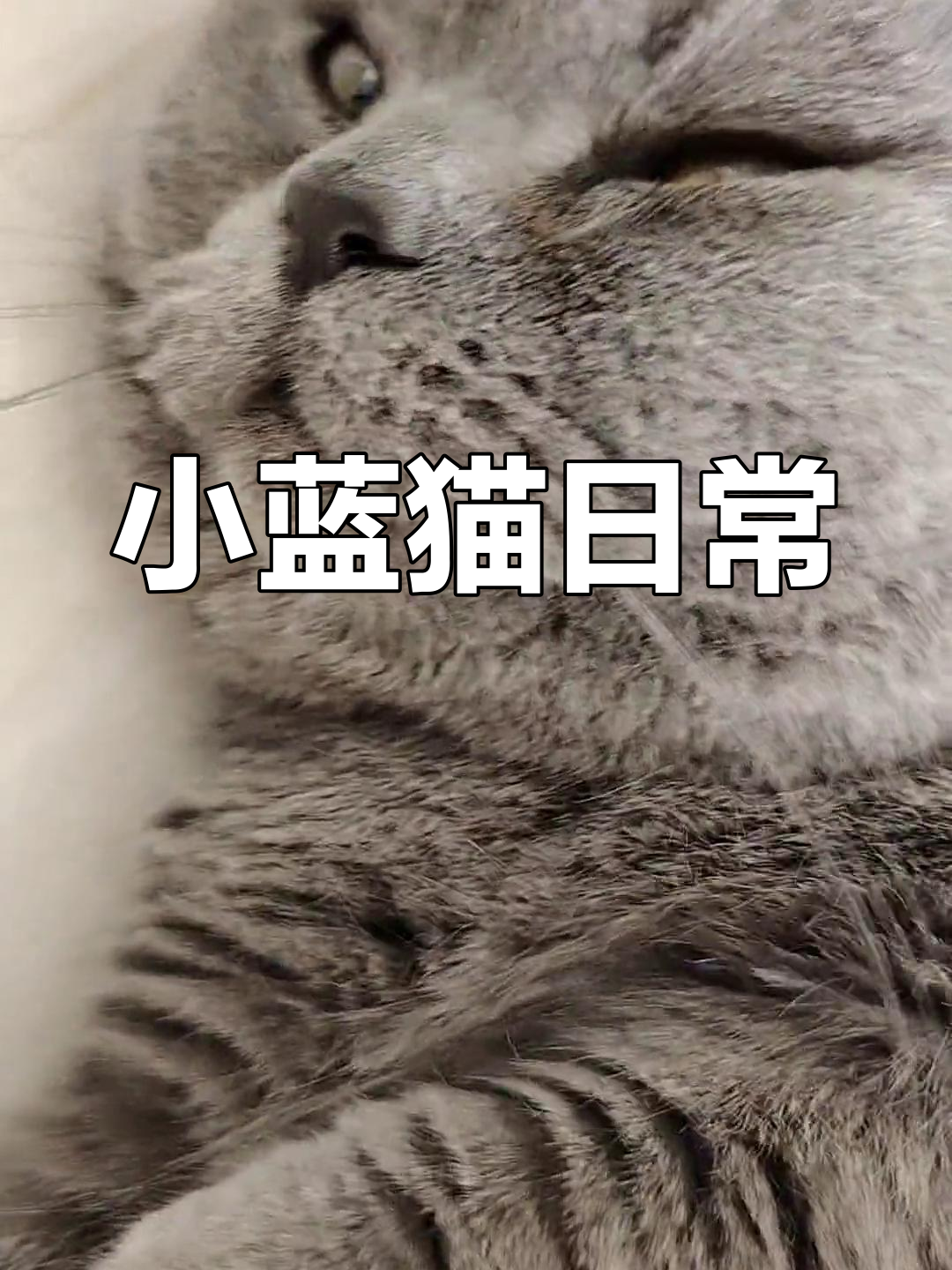 蓝猫苹果版蓝猫淘气三千问-第2张图片-太平洋在线下载